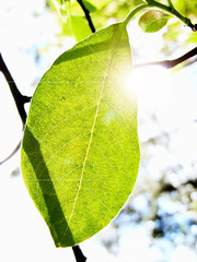 Translucent green leaf.