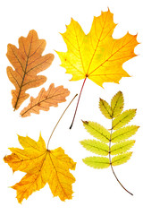 dry autumn leaves