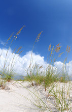 Beautiful Sand Dune And Grasses