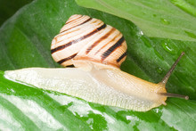 Snail On A Green Sheet