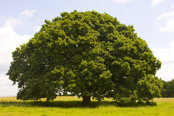 Lone tree