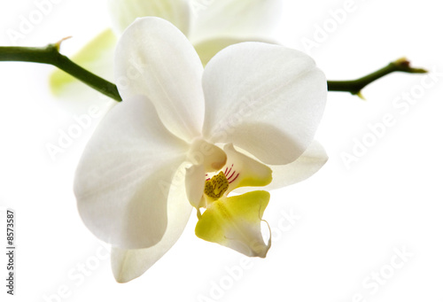 Dekoracja na wymiar  bialy-kwiat-orchidei