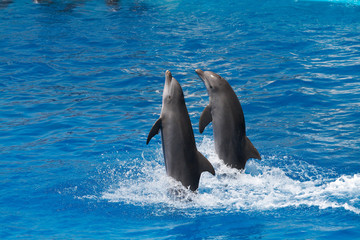 Dolphins swimming