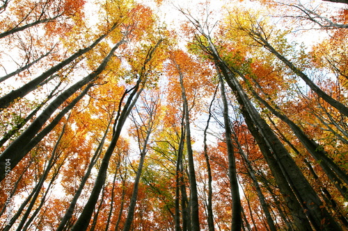 Foto-Lamellenvorhang - Autumn forest (von Galyna Andrushko)