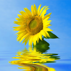 Wall Mural - sunflower in blue sky background