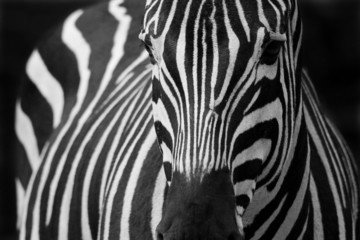 Obraz na płótnie dziki safari zwierzę