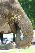 Elephant Close-up, Brookfield Zoo, Illinois