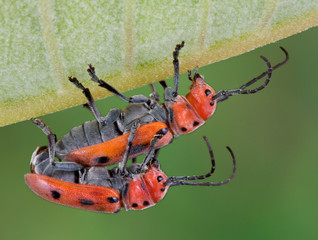 Longhorn beetles mating