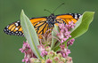 Monarch on flowering milkweed