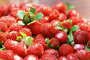 detail of red wild strawberry