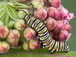 Monarch caterpillar on milkweed b