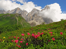 Rhododendrum Flowers And Alpine Peaks