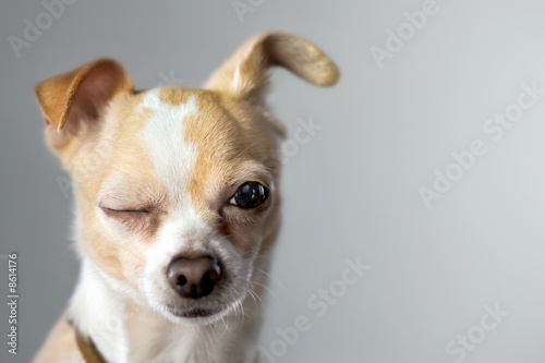 Nowoczesny obraz na płótnie Chihuahua Wink
