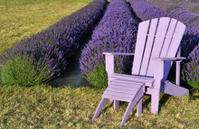 Purple Lawn Chair In Lavender Field