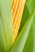 Maize Detail
