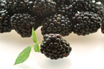 Wall Mural - one fresh ripe blackberry