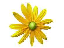 Yellow Marguerite3