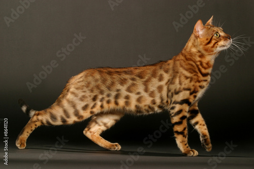 Chat Bengal De Profil Stock Photo Adobe Stock