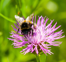 Young Bumblebee On Flower Thistle