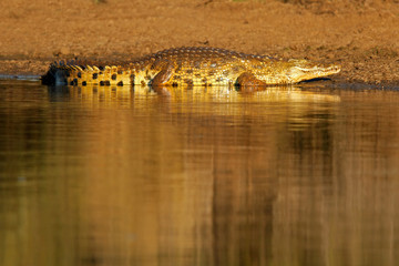 Sticker - Nile crocodile, Kruger National Park, South Africa