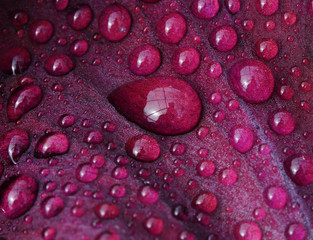 Closeup of waterdrops on iris petal