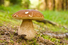 Boletus Mushroom In The Moss