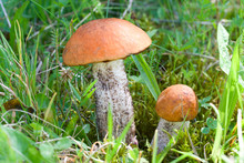 Two Orange-cup Mushrooms