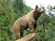 Ours brun