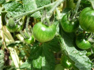 Wall Mural - Green Tomatoes