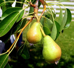 Young Growing Pears on the Tree