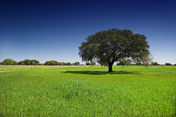 Wall Mural - Green landscape with trees and  a beautiful blue sky
