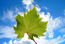 Single Vine Leaf Against Sky