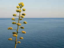 Agave Tree Over The See With Sky As Background.