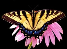 Yellow Loves Purple (Female Tiger Swallowtail, Papilio Glaucas)