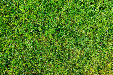 green grass texture