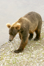 Grizzly Bear, Katmai NP, Alaska