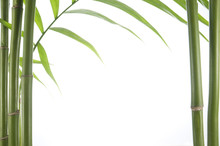 Close Up View Of Vibrant Green Bamboo Over White