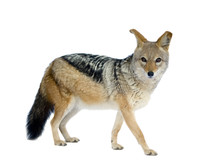 Black-backed Jackal In Front Of A White Background