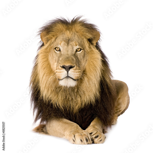 Foto-Vorhang - Lion (4 and a half years) (von Eric Isselée)