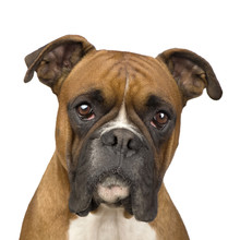 Boxer (2 Years) In Front Of A White Background