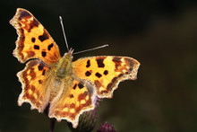 Comma Butterfly (Polygonia)