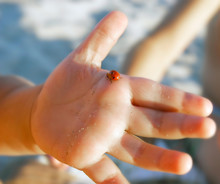 Lady Bug On Baby's Palm