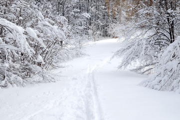 Sticker - Path in winter forest after a snowfall