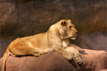 High Dynamic Range Image Of A Lioness Basking On A Rock.