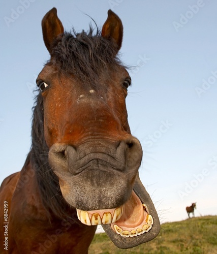 Foto-Flächenvorhang ohne Schienensystem - Horse with a sense of humor. (von Ovidiu Iordachi)