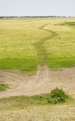 Wall Mural - summer road and green grass