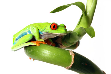 Red-Eyed Tree Frog