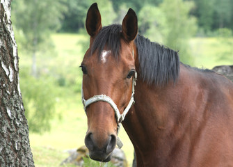 Beautiful brown horse curious of something