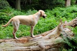 Fototapeta Pokój dzieciecy - Cute labrador pup exploring the forest