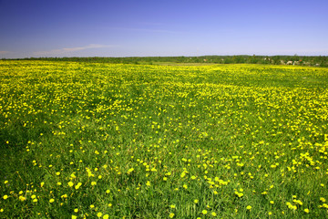 Poster - dandelion landscape under blue sky